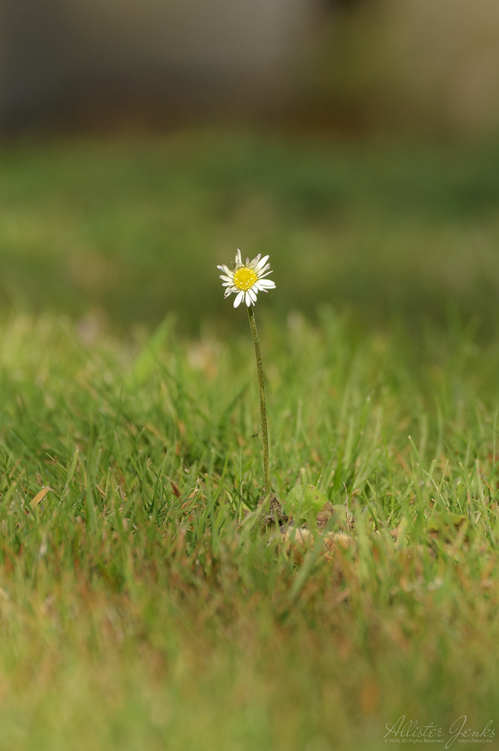 A low shallow depth of field image of a lone white flower standing above cut grass